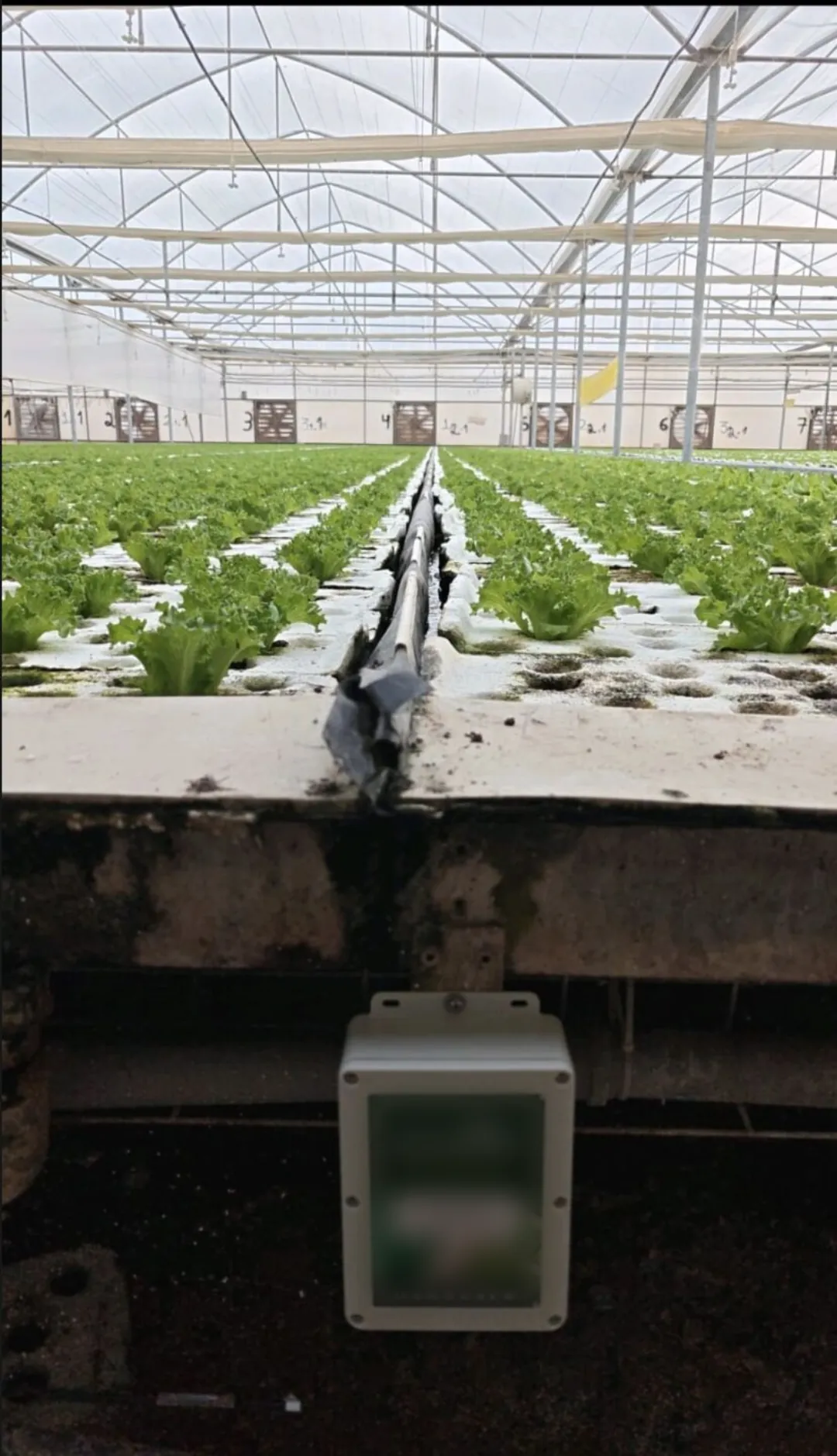 Rows of mature hydroponic lettuce running to the far end of a greenhouse, with a monitoring controller mounted on the channel edge in the foreground