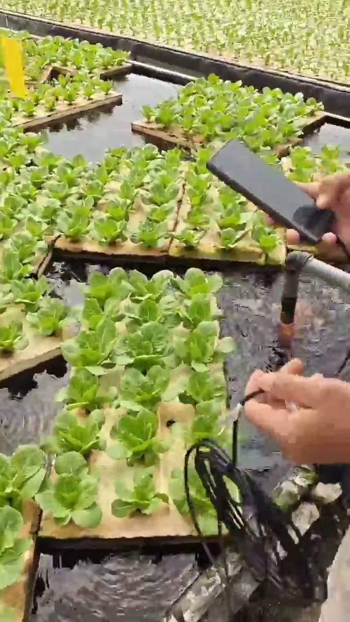 Close view of an EC probe being lowered into the nutrient solution between floating rafts of lettuce