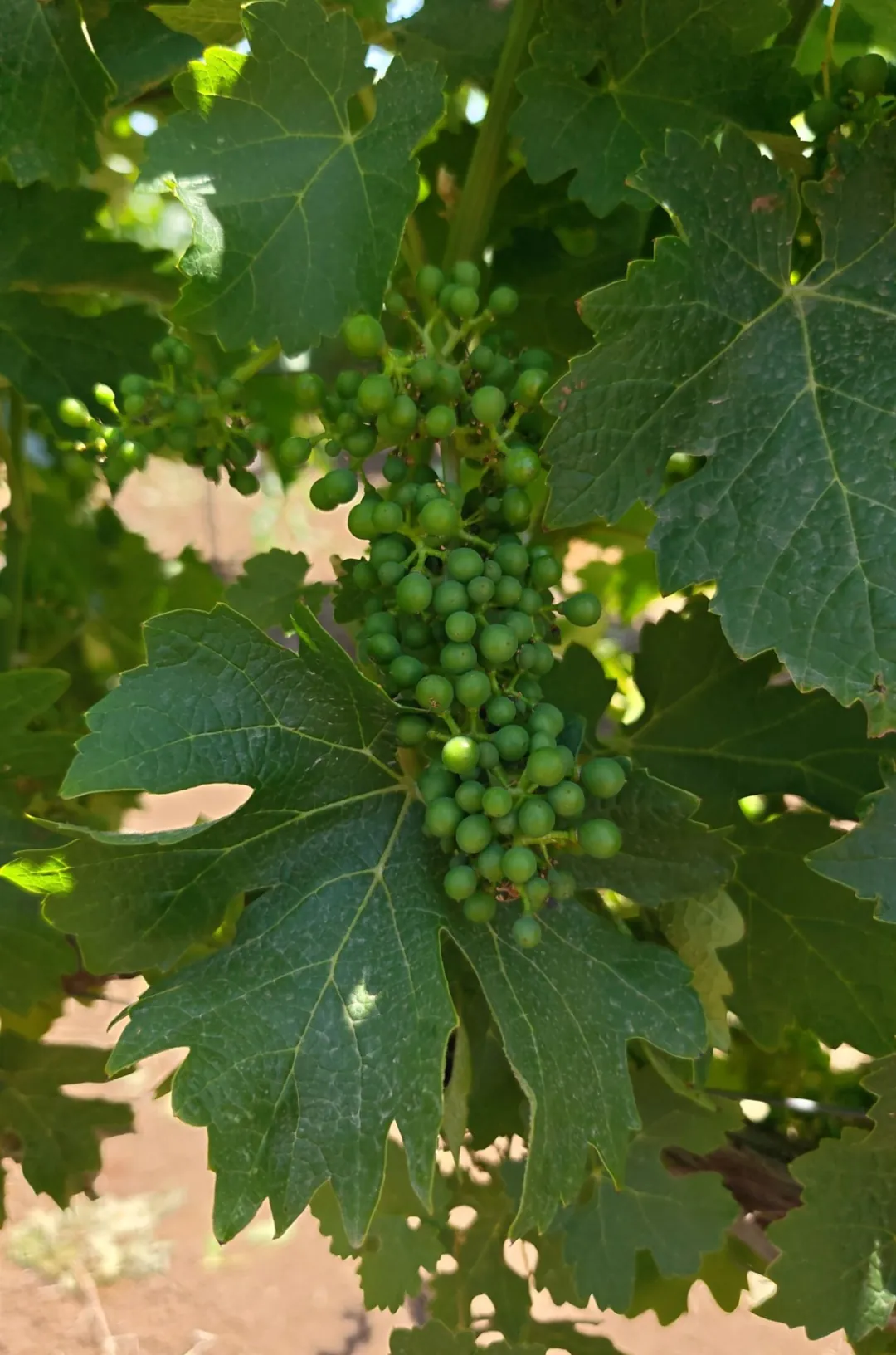 A developing cluster of green wine grapes on the vine, surrounded by mature canopy leaves